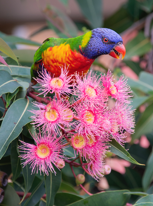 Rainbow Lorikeet